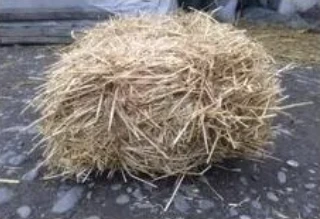 Wheat Straw Wheat Straw